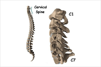 cervical spine